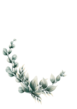 Watercolor eucalyptus leaf png