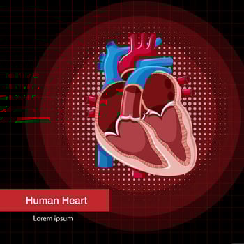 Human internal organ with heart vector