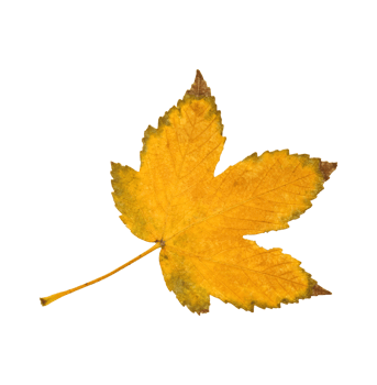 yellow maple leaf png