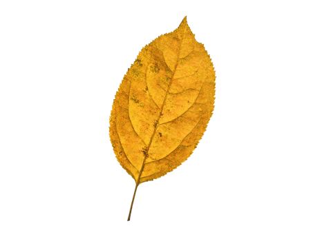 autumn leaf isolated png