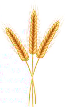 Wheat vector illustration.