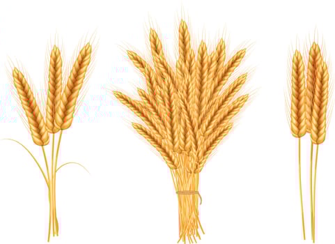 Wheat vector illustration.