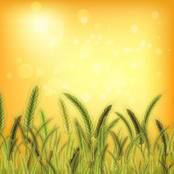 Wheat vector illustration.