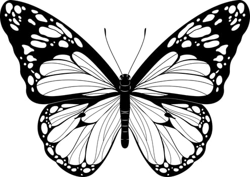 Beautiful Butterfly Black and White Butterfly vector illustration Realistic hand drawn Butterfly