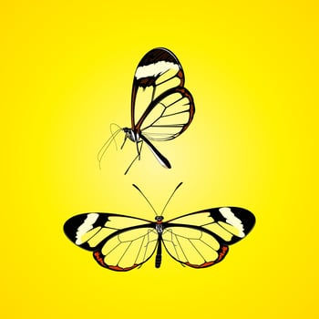 Glass wing Butterfly Vector Illustration - Beautiful Butterfly collection