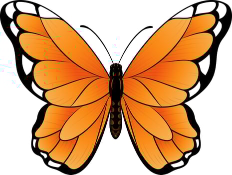 Monarch Butterfly Vector illustration - Beautiful tropical Butterfly