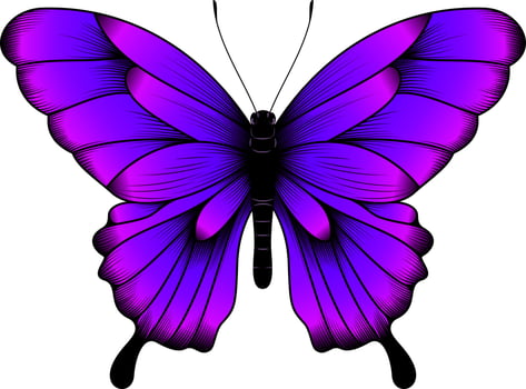 Tropical Purple Butterfly Illustration - Beautiful Butterfly Vector