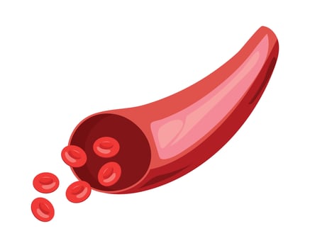 artery blood human part vector