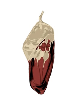 chrysalis to butterfly vector