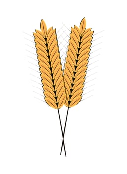 wheat spikes icon vector