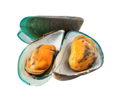 mussels isolated on white background. with clipping path. png