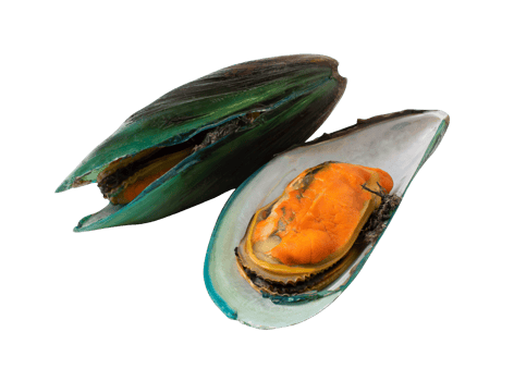 mussels isolated on white background. with clipping path. png