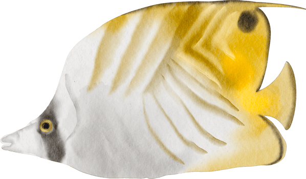 watercolor sea fish png
