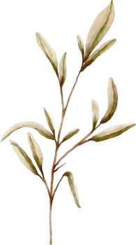 watercolor dry leaf png
