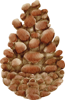 watercolor pine nut png