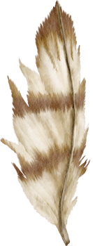 watercolor feather clip art png