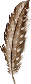 watercolor feather clip art png