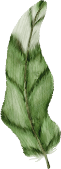 watercolor green feather clip art png