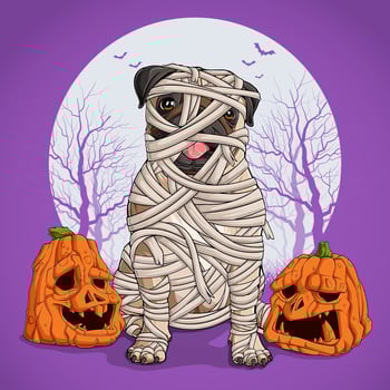 Pug dog in Halloween disguise sitting and fully wrapped in mummy linen with pumpkins on his sides vector