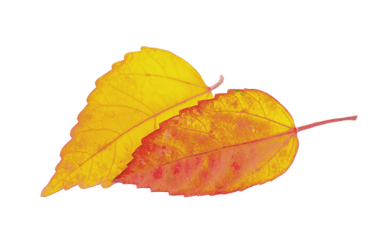 autumn leaf isolated png