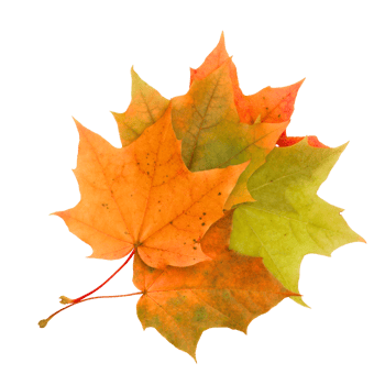 autumn leaf isolated png