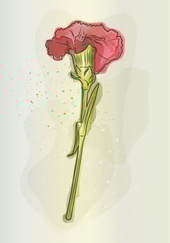 Modern art witn red carnation in watercolor style. Vintage red carnation. Great design for any purposes. Vector illustration