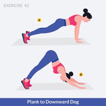 Plank to Downward Dog exercise, Woman workout fitness, aerobic and exercises. vector
