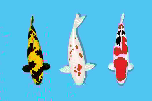 Set of koi fish with three different types. vector flat illustration