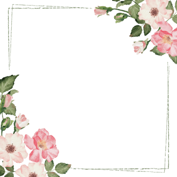 watercolor english rose with golden luxury square frame png