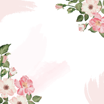watercolor english rose with golden luxury square frame png