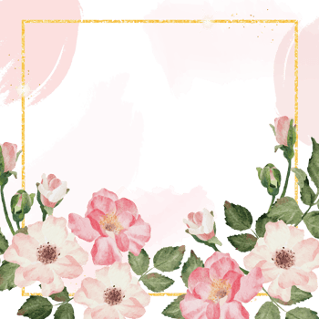 watercolor english rose with golden luxury square frame png