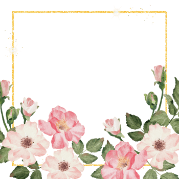 watercolor english rose with golden luxury square frame png