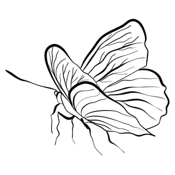 Butterfly line art. Simple drawing illustration. Hand drawn vector