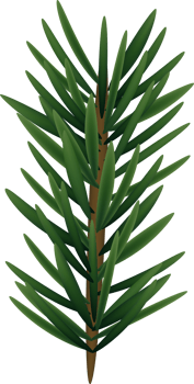 Green Natural Realistic Fir Cutout png