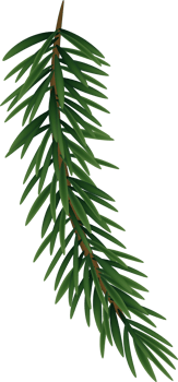 Green Natural Realistic Fir Cutout png