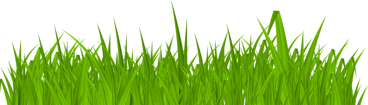 Green growing grass. png