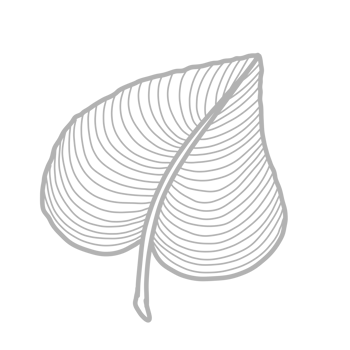 Line Art Floral and leaf png