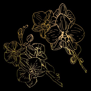 Vector flower of orchid. Ink illustration isolated.