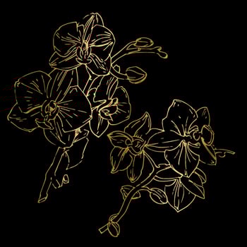 Vector flower of orchid. Ink illustration isolated.