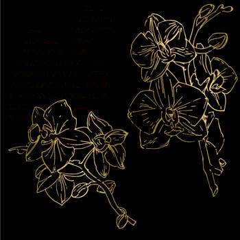 Vector flower of orchid. Ink illustration isolated.