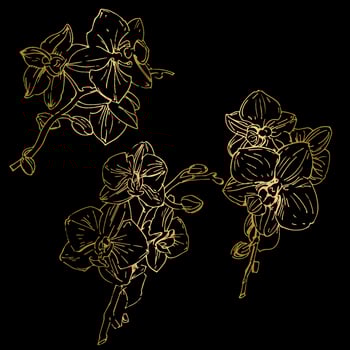 Vector flower of orchid. Ink illustration isolated.