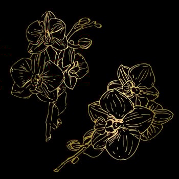 Vector flower of orchid. Ink illustration isolated.