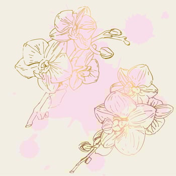 Vector flower of orchid. Ink illustration isolated.