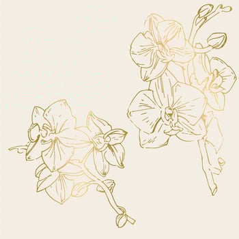 Vector flower of orchid. Ink illustration isolated.