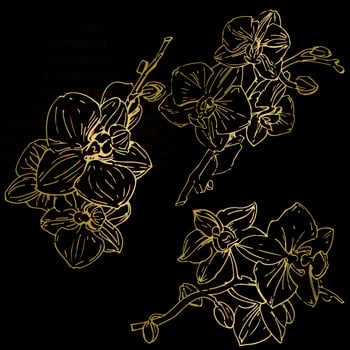 Vector flower of orchid. Ink illustration isolated.