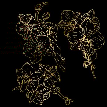 Vector flower of orchid. Ink illustration isolated.