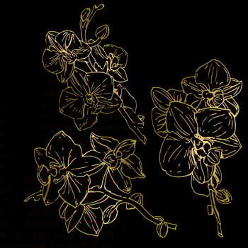 Vector flower of orchid. Ink illustration isolated.
