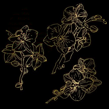 Vector flower of orchid. Ink illustration isolated.