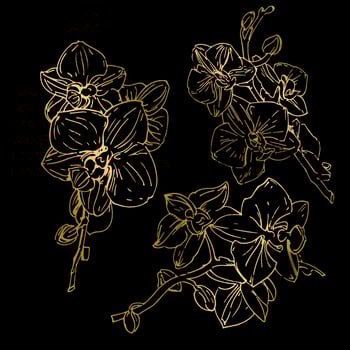 Vector flower of orchid. Ink illustration isolated.