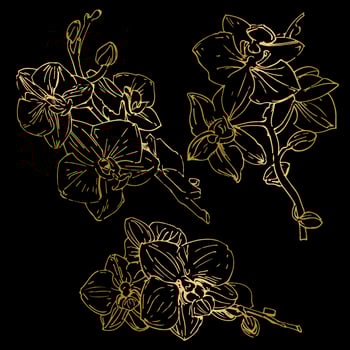 Vector flower of orchid. Ink illustration isolated.